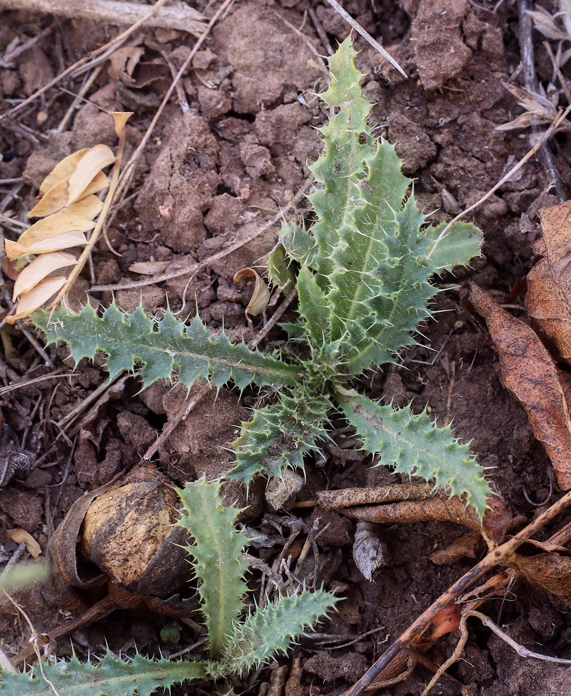 Image of genus Carduus specimen.