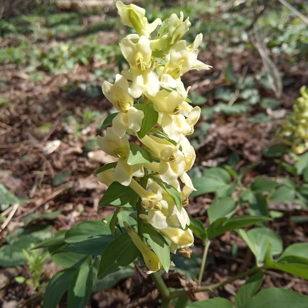 Изображение особи Corydalis marschalliana.