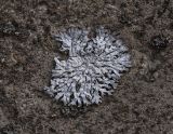 genus Physcia