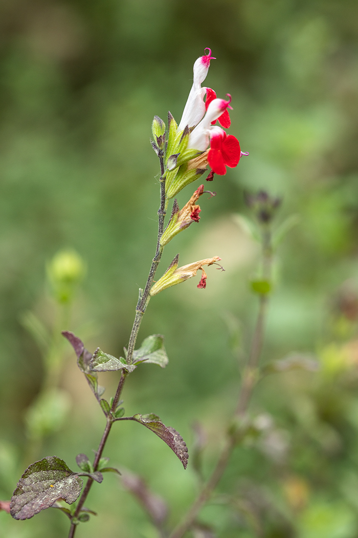 Image of Salvia microphylla specimen.