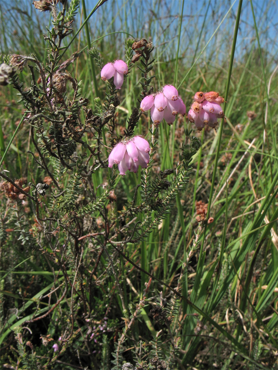 Image of Erica tetralix specimen.