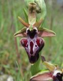 Ophrys mammosa