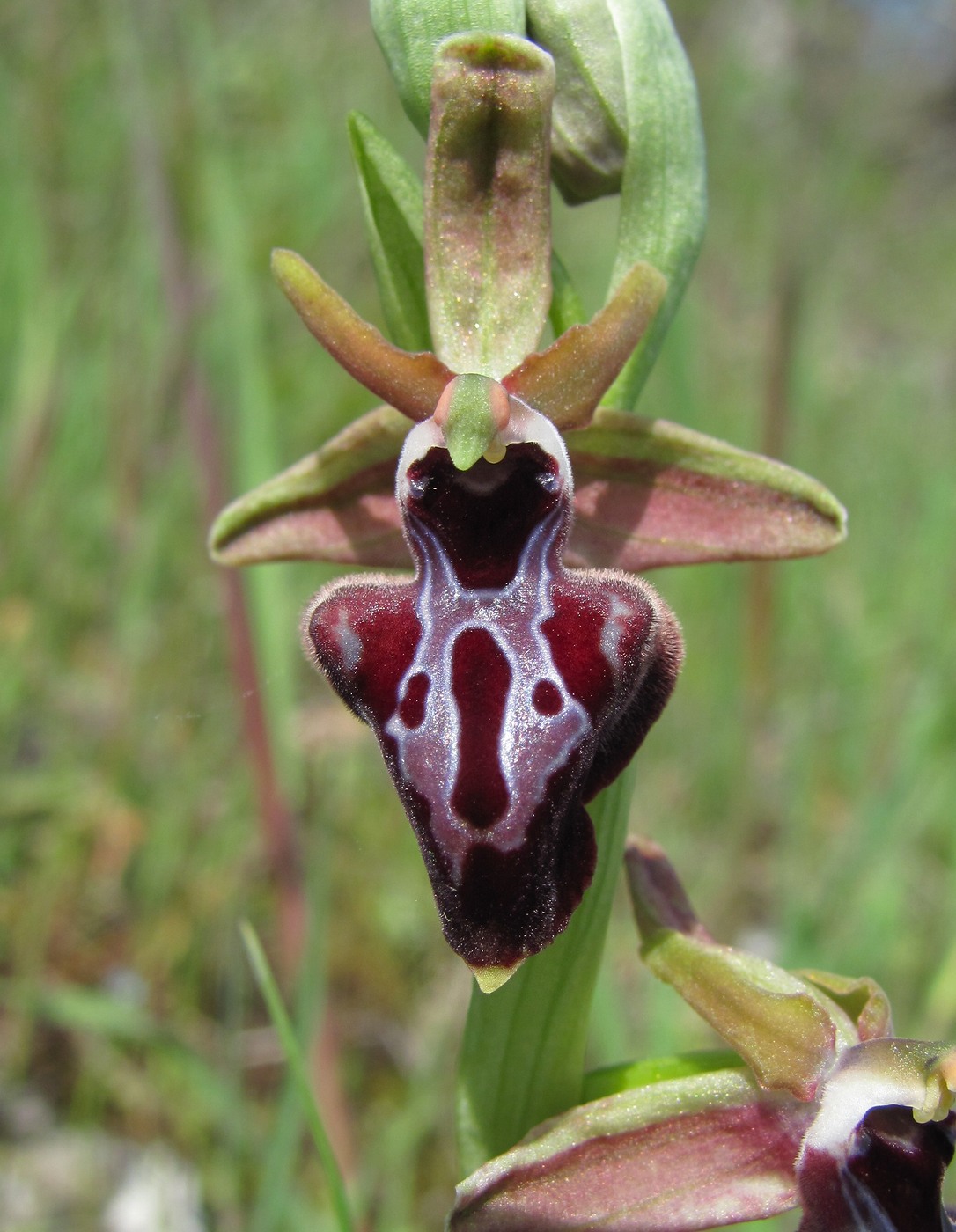 Изображение особи Ophrys mammosa.