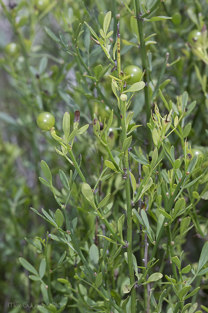 Image of Jasminum fruticans specimen.