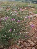 Centaurea vankovii