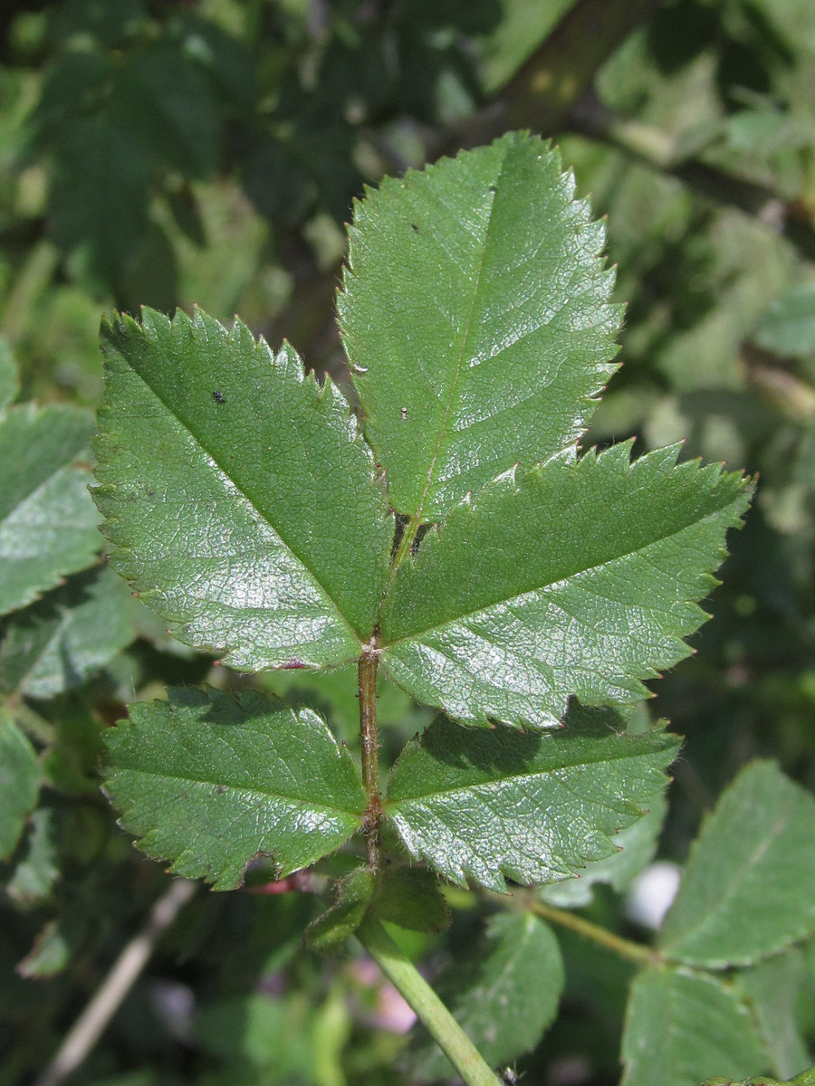 Image of Rosa andegavensis specimen.