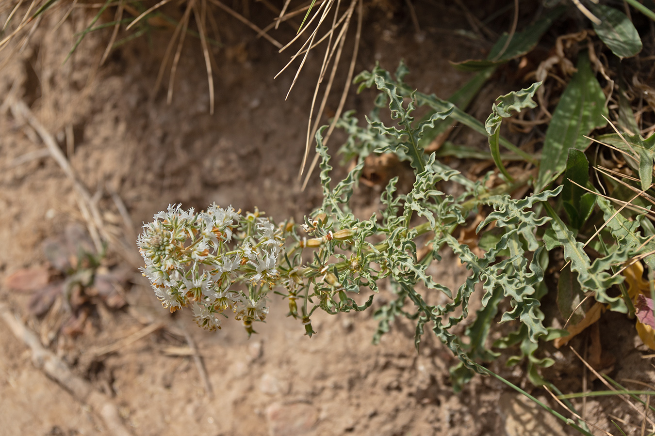 Изображение особи Reseda phyteuma.