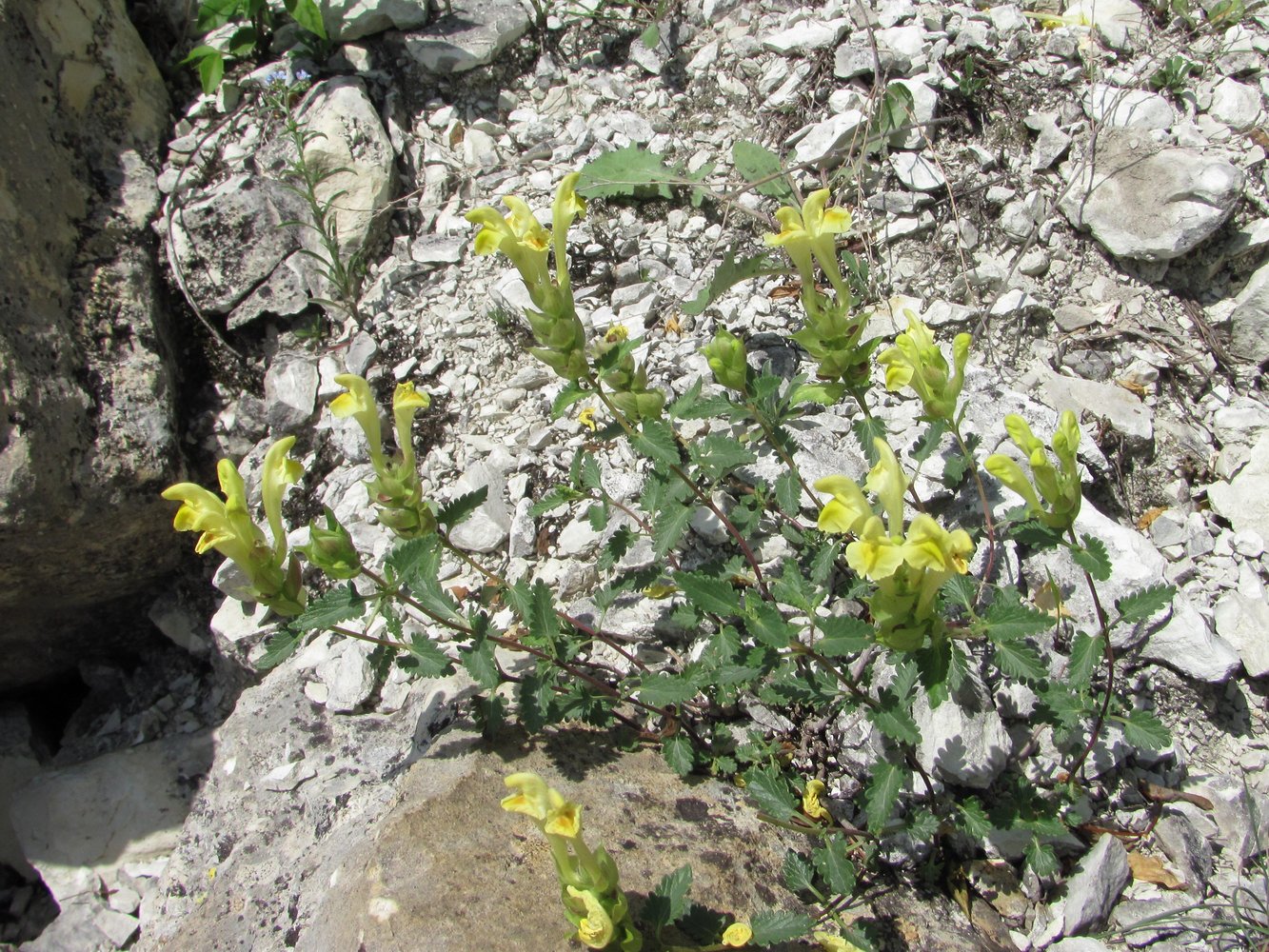 Image of genus Scutellaria specimen.