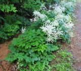 Aruncus dioicus