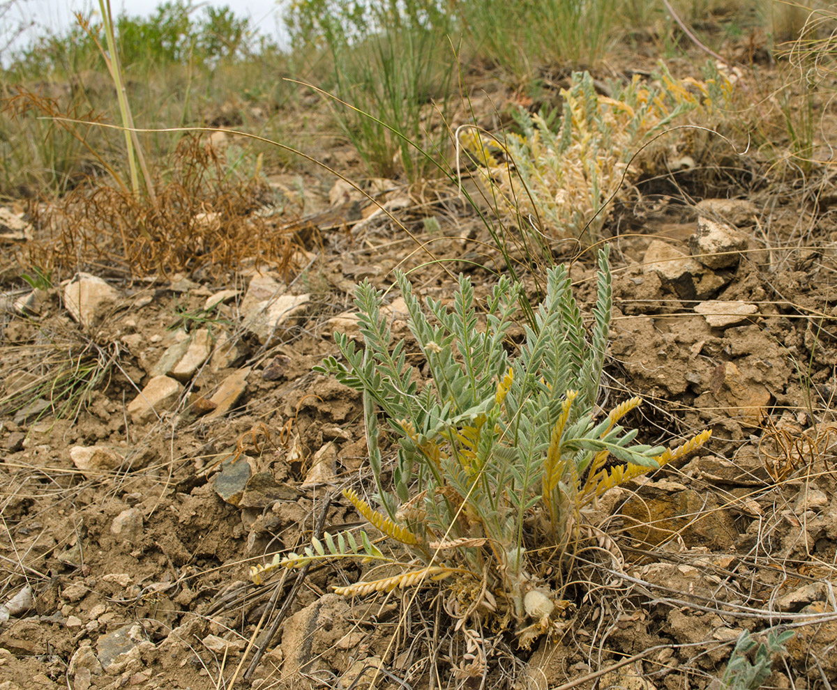 Изображение особи Astragalus testiculatus.