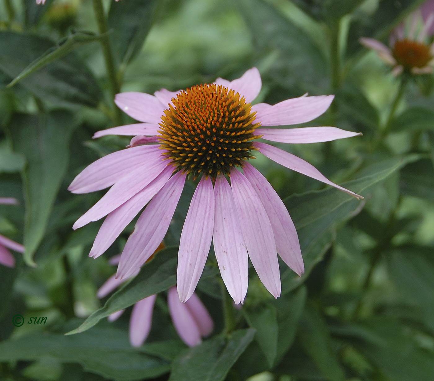 Image of Echinacea purpurea specimen.