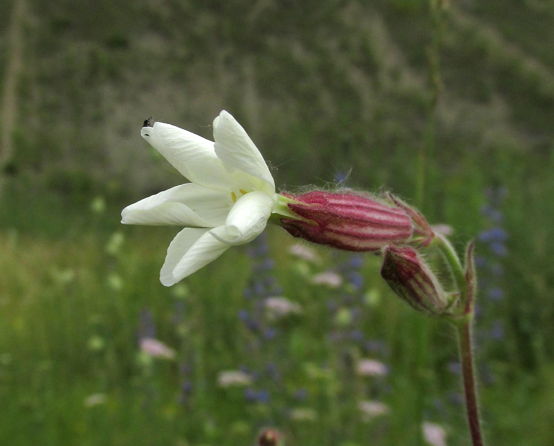 Image of Melandrium album specimen.