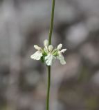 род Stachys. Соцветие (мутовка). Турция, ил Артвин, окр. деревни Кёрпюгёрен, каменистый склон скалы. 23.04.2019.