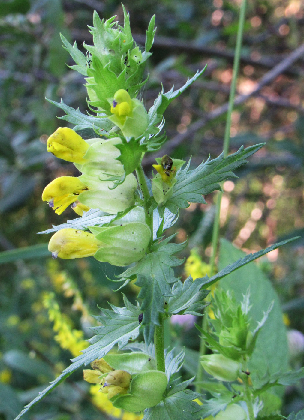 Изображение особи Rhinanthus serotinus.