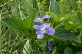 Viola ruppii