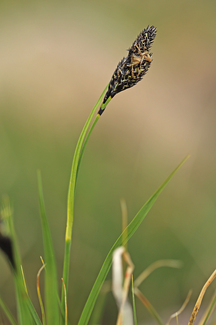 Изображение особи Carex medwedewii.