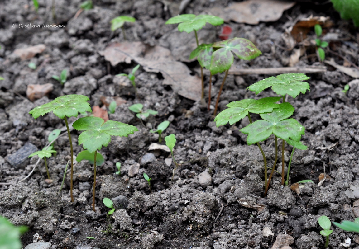 Изображение особи Sinopodophyllum hexandrum.