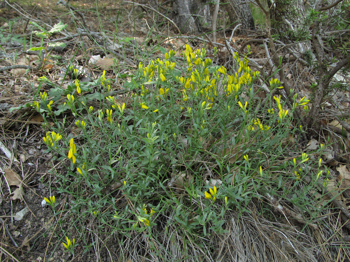 Изображение особи Genista depressa f. pinetorum.