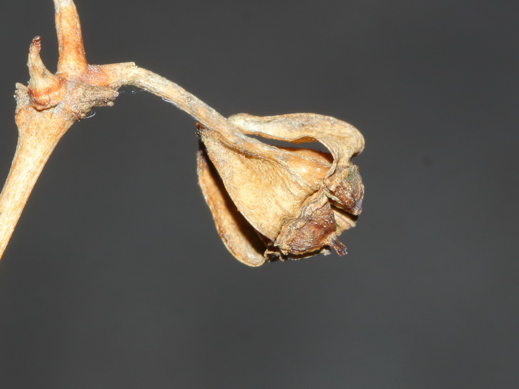 Image of genus Philadelphus specimen.