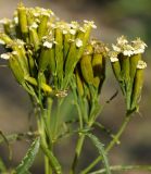 Tagetes minuta. Соцветия. Республика Кипр, Троодос (Τρόοδος), ботанический сад \"Троодос\" (Βοτανικός Κήπος Τροόδους), ≈ 1400 м н.у.м. 10.11.2019.