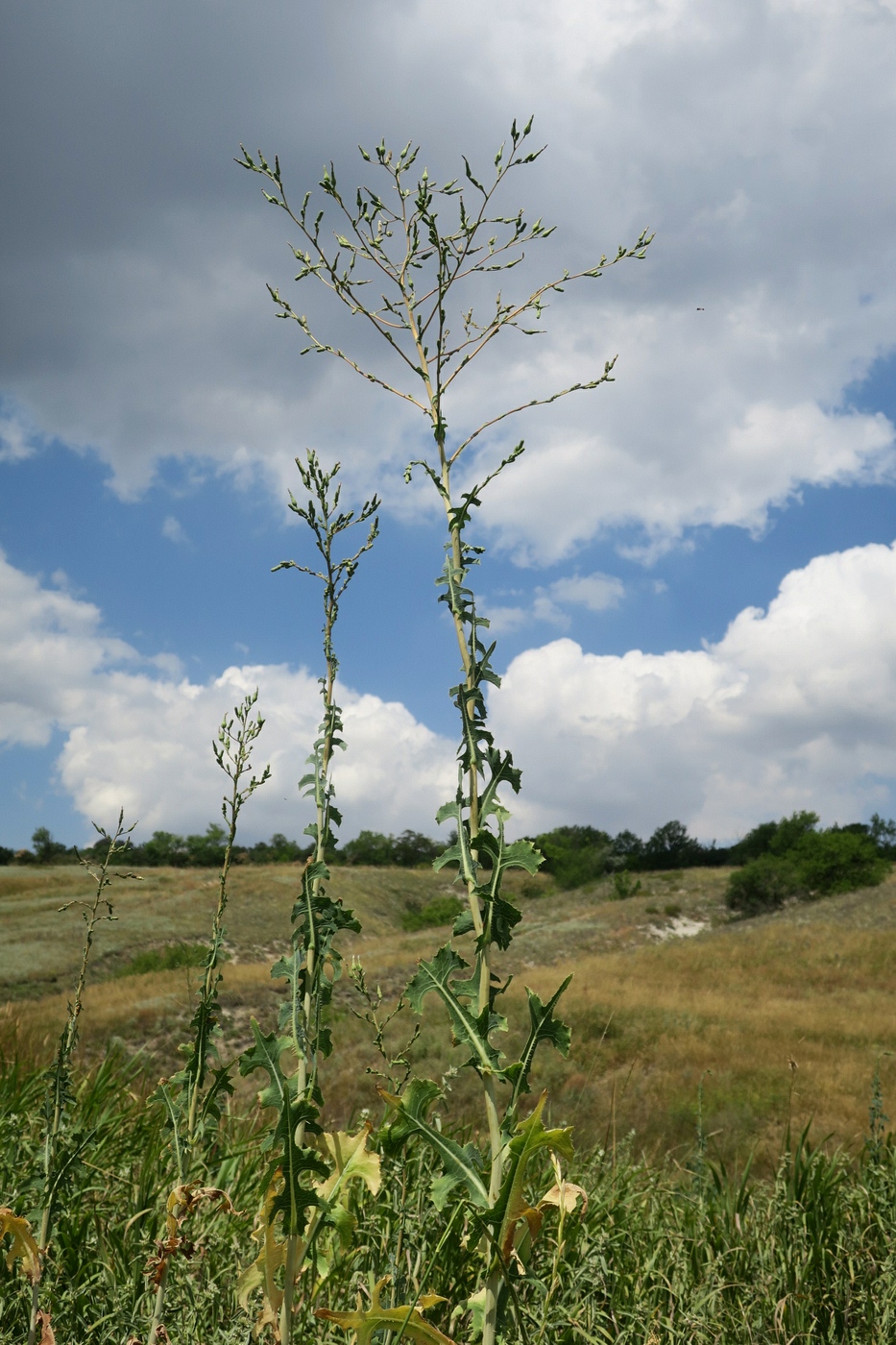 Изображение особи Lactuca serriola.