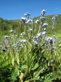 Myosotis imitata