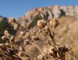 Verbascum pyramidatum. Верхушки веточек с плодами. Адыгея, Кавказский биосферный заповедник, Фишт-Оштенский массив, перевал Узуруб, ≈ 1950 м н.у.м., каменистый склон, субальпийский луг. 18.10.2015.