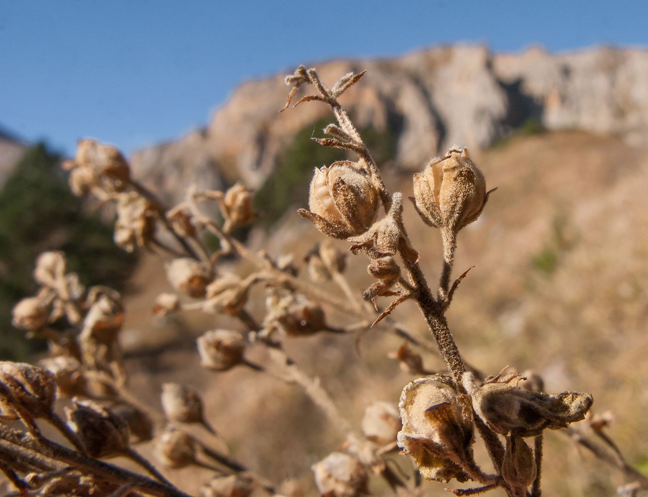 Image of Verbascum pyramidatum specimen.