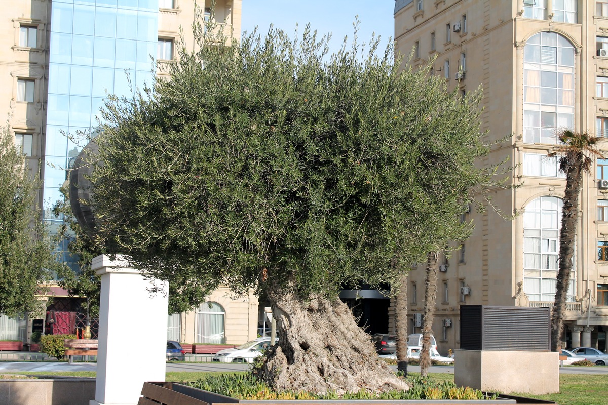 Image of Olea europaea specimen.