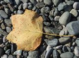 Liriodendron tulipifera