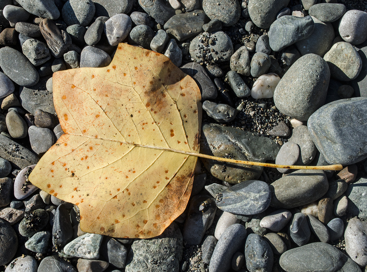 Image of Liriodendron tulipifera specimen.