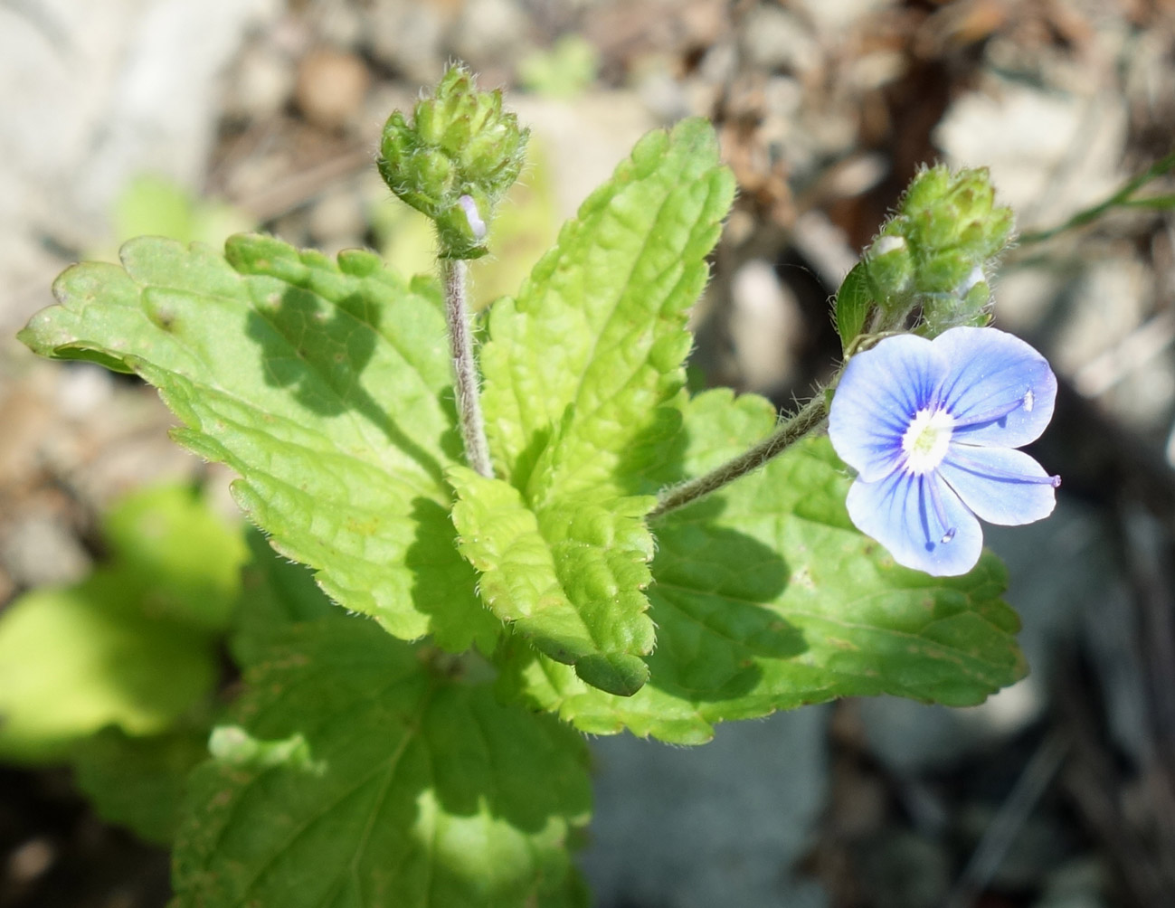 Image of Veronica chamaedrys specimen.
