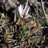 Crocus hartmannianus