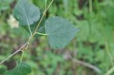 Betula raddeana