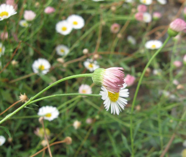 Image of Erigeron karvinskianus specimen.