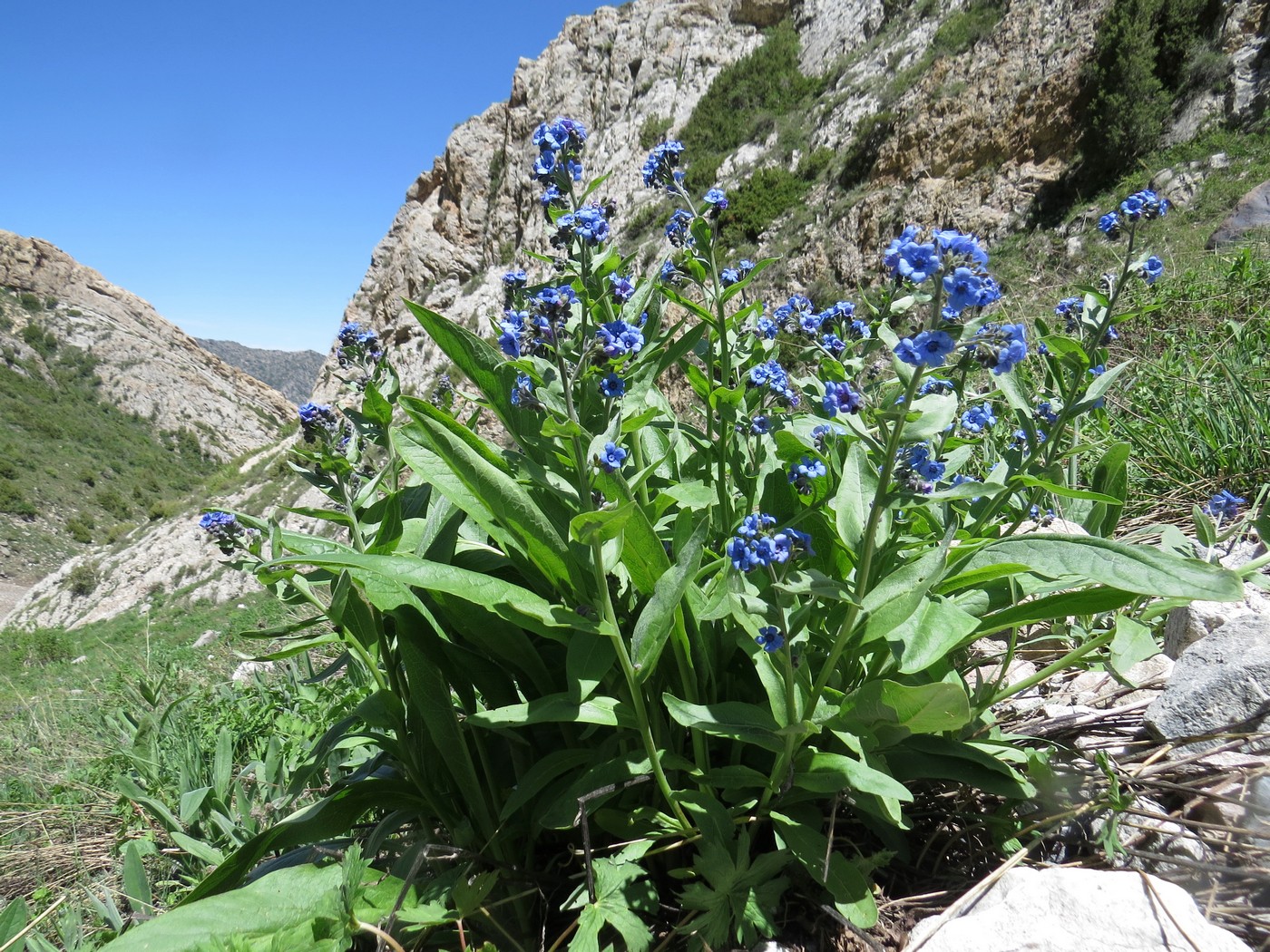 Image of Cynoglossum capusii specimen.