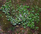 Saxifraga cymbalaria