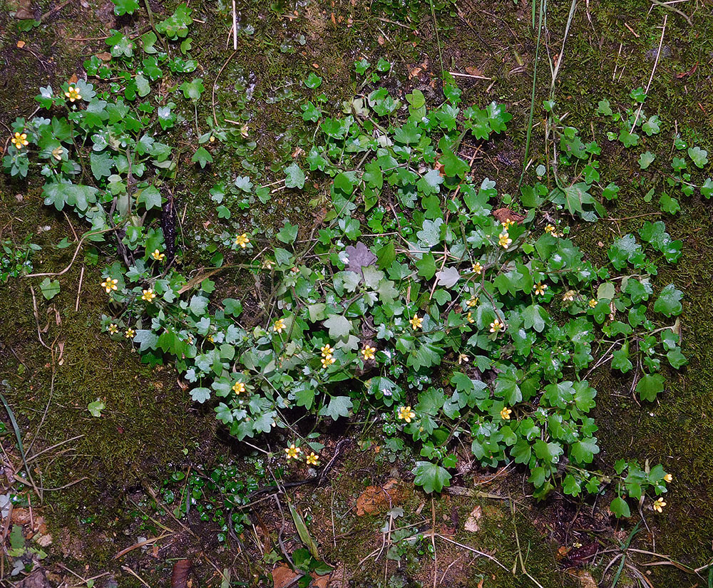 Изображение особи Saxifraga cymbalaria.