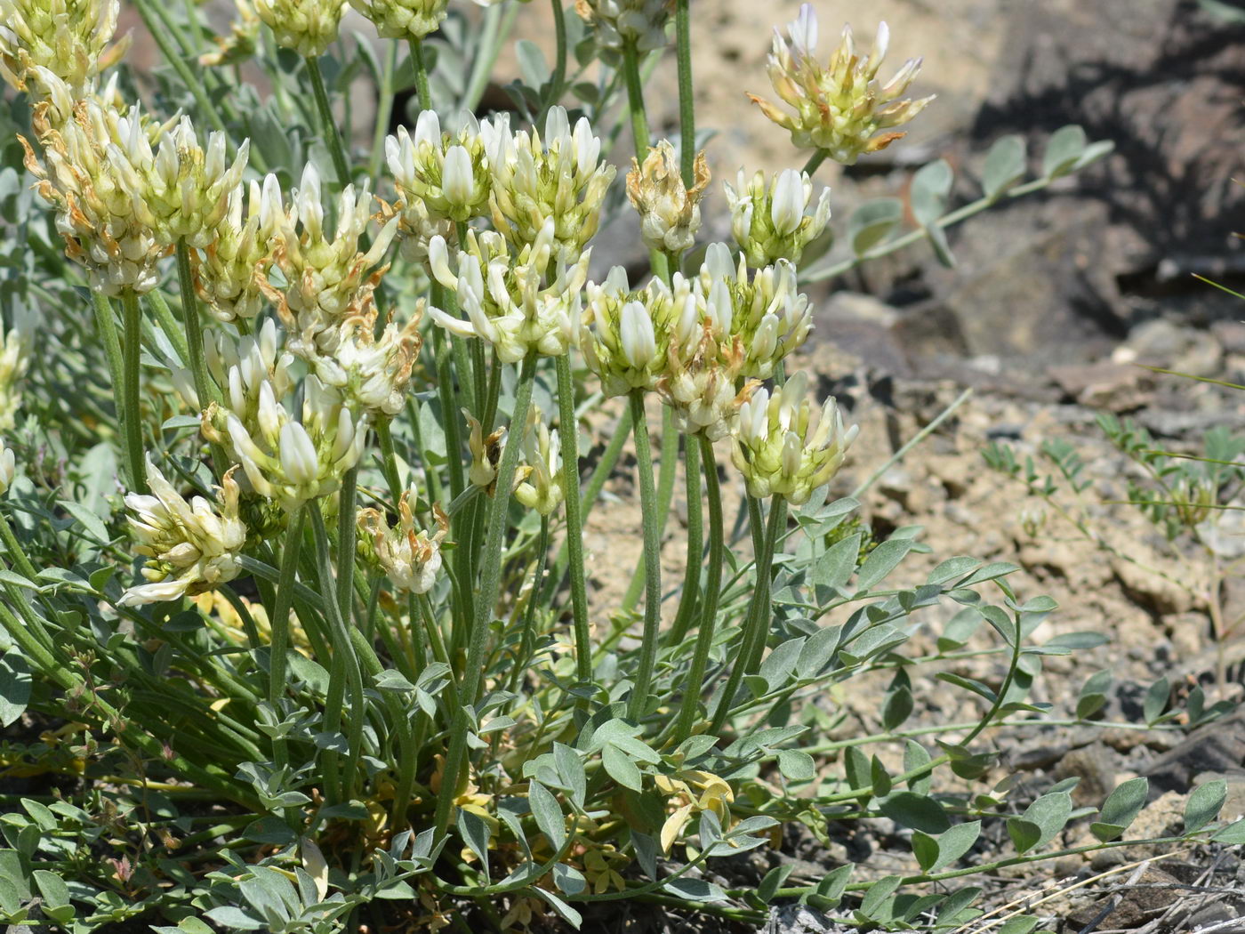 Изображение особи Astragalus arkalycensis.