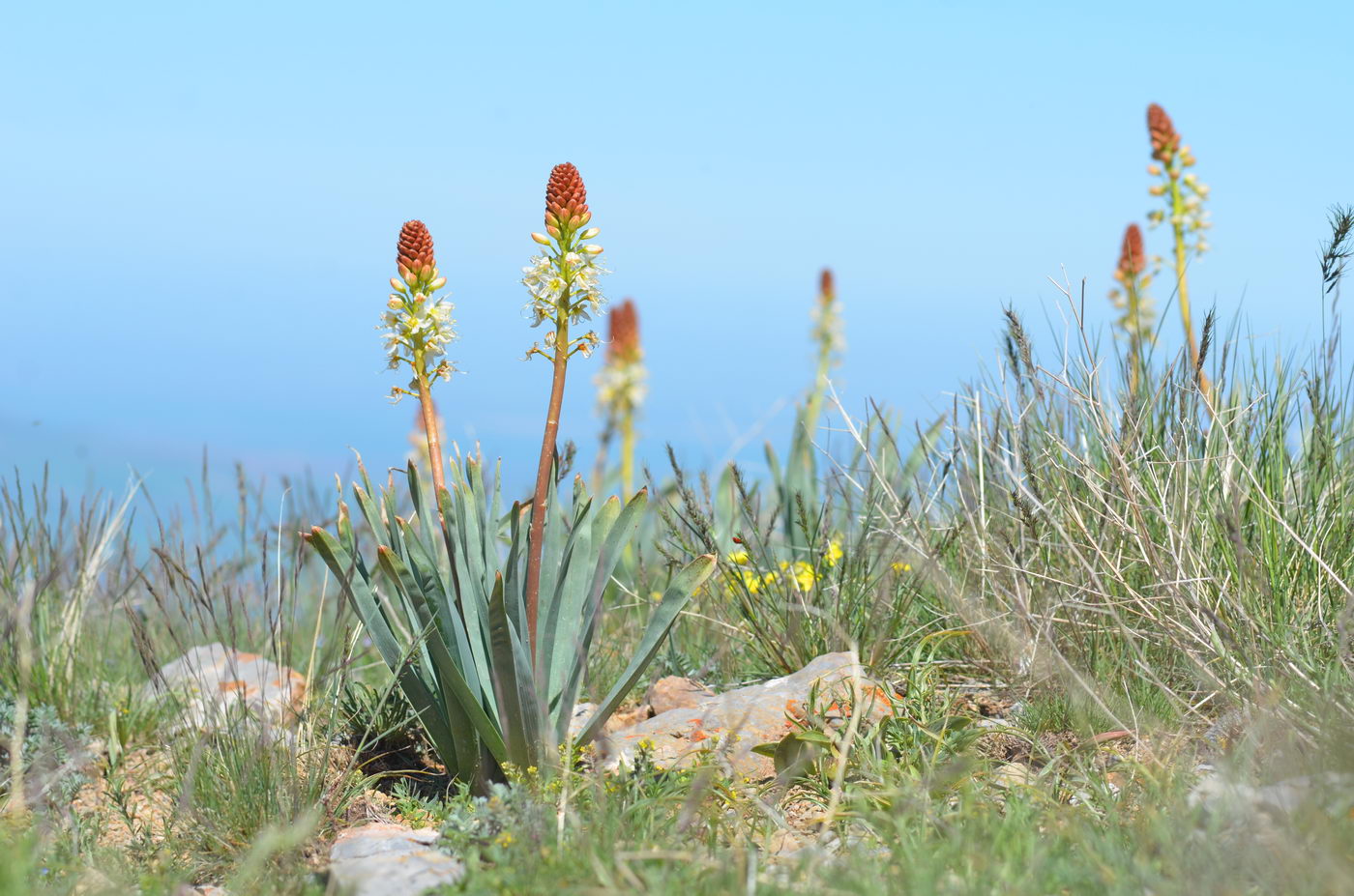 Image of Eremurus lactiflorus specimen.