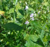 Galeopsis tetrahit