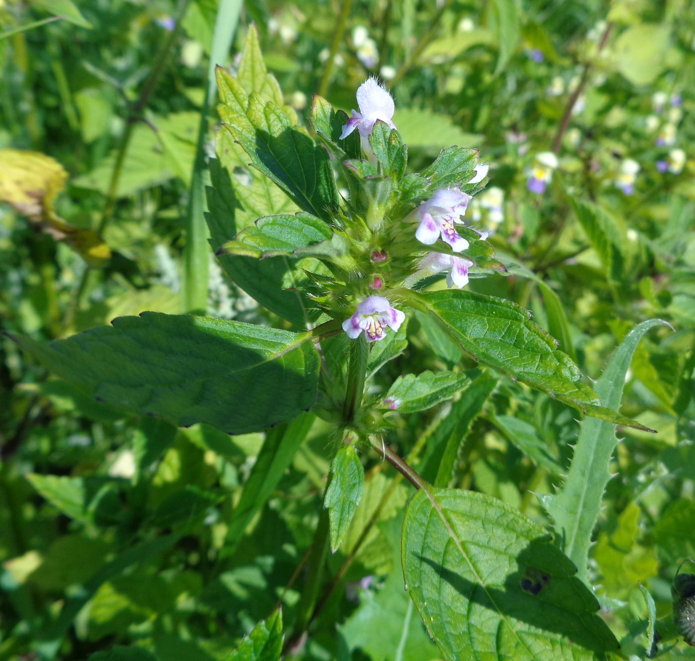 Изображение особи Galeopsis tetrahit.