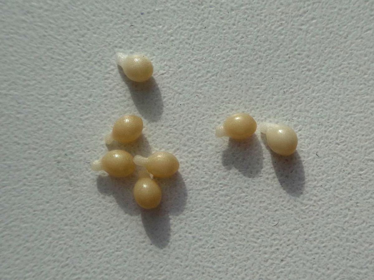 Image of Scilla siberica specimen.