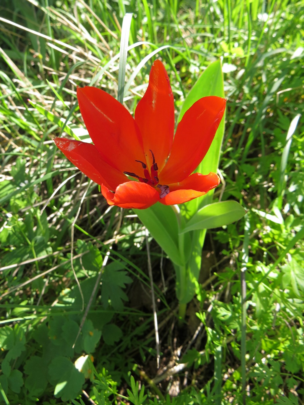 Image of Tulipa praestans specimen.