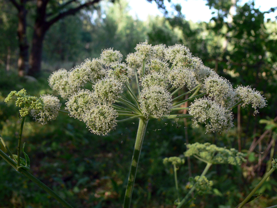 Изображение особи Angelica sylvestris.