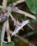 Solanum lichtensteinii