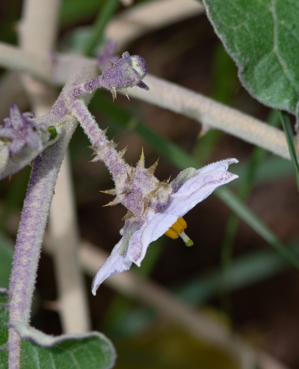 Изображение особи Solanum lichtensteinii.