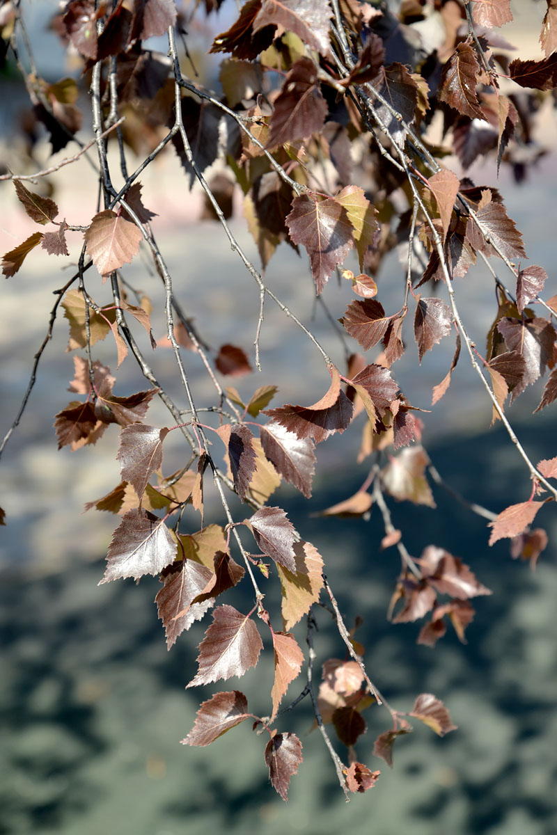 Image of genus Betula specimen.