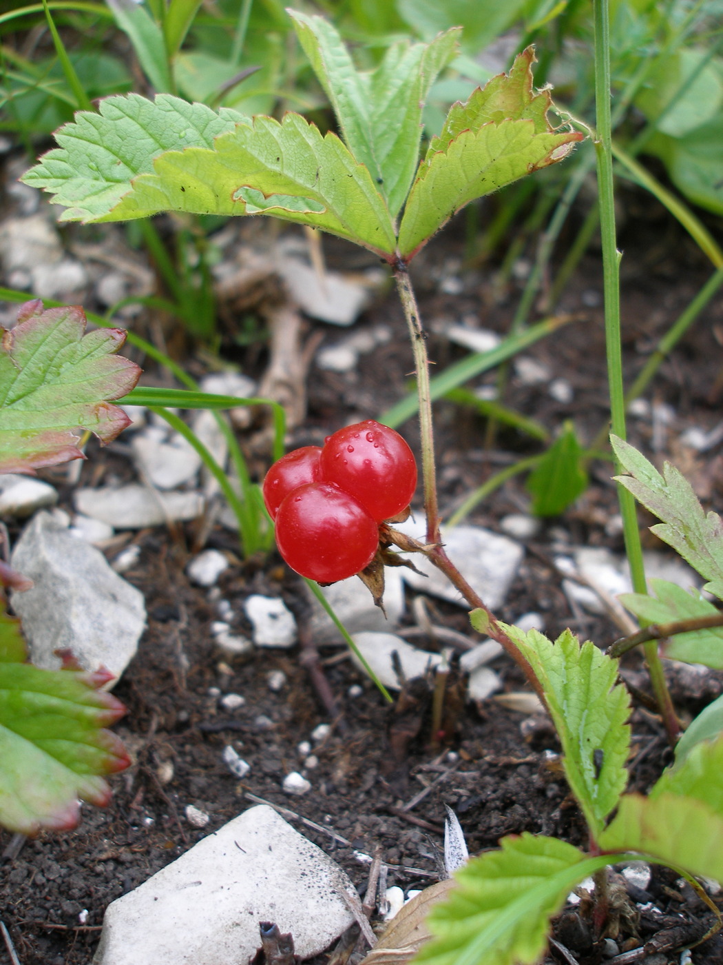 Изображение особи Rubus saxatilis.