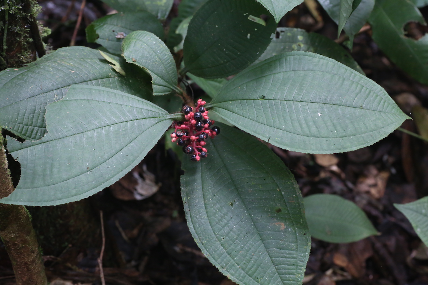 Image of Miconia caquetana specimen.